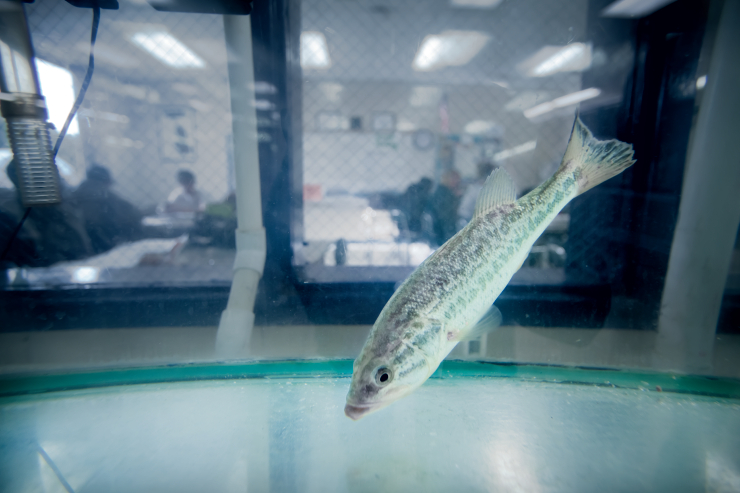 Aquaculture Programs Help Students Dive In To Careers North Carolina Field And Family